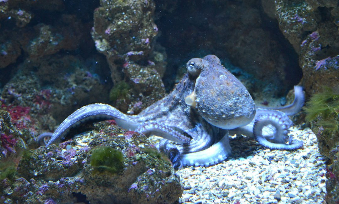 Writing Prompt: A Sleeping Octopus