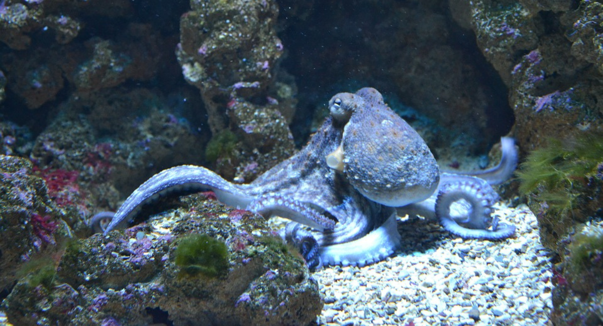 Writing Prompt: A Sleeping Octopus