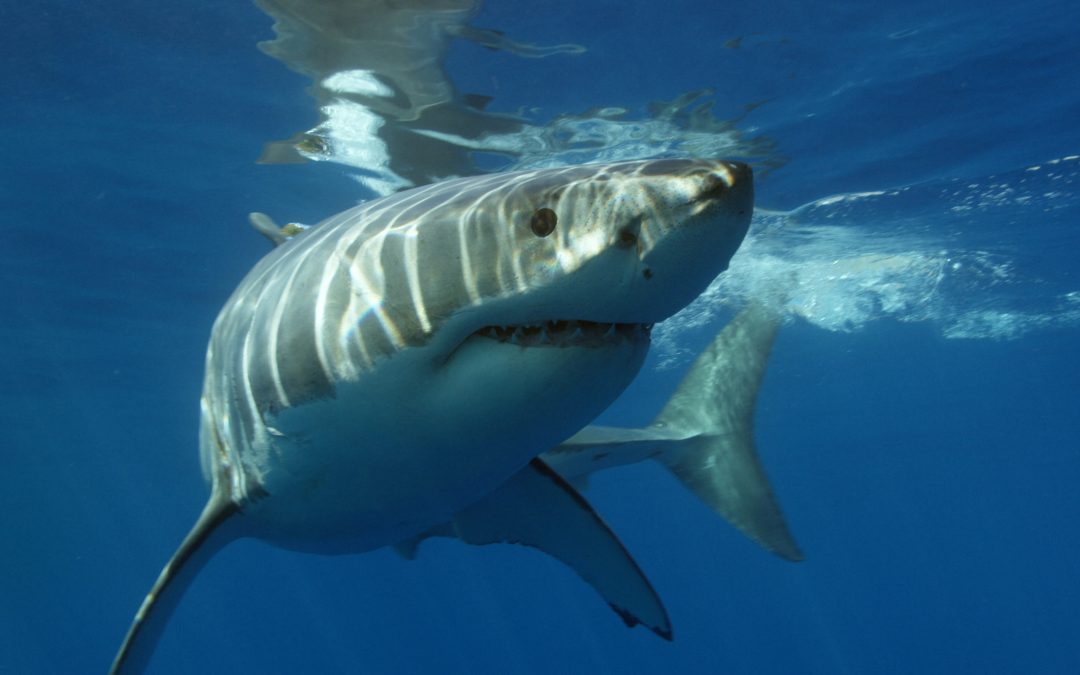 Say Hi to the New “Pup” on the Block: LIT SHARK