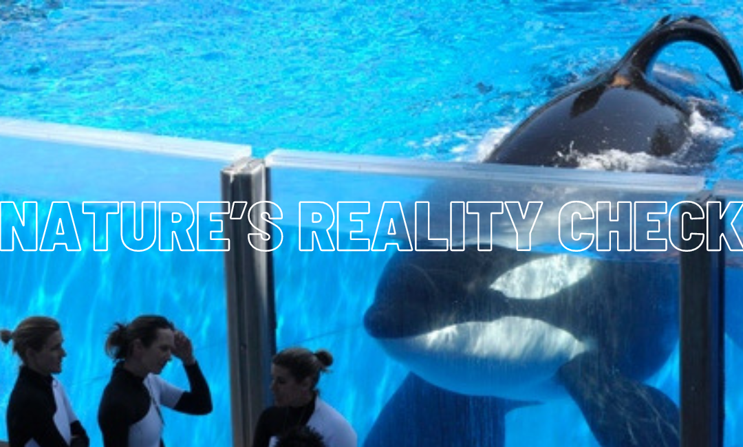 Nature’s Reality Check: ‘Blackfish,’ Sea World, & How Entertainment Comes at a Price