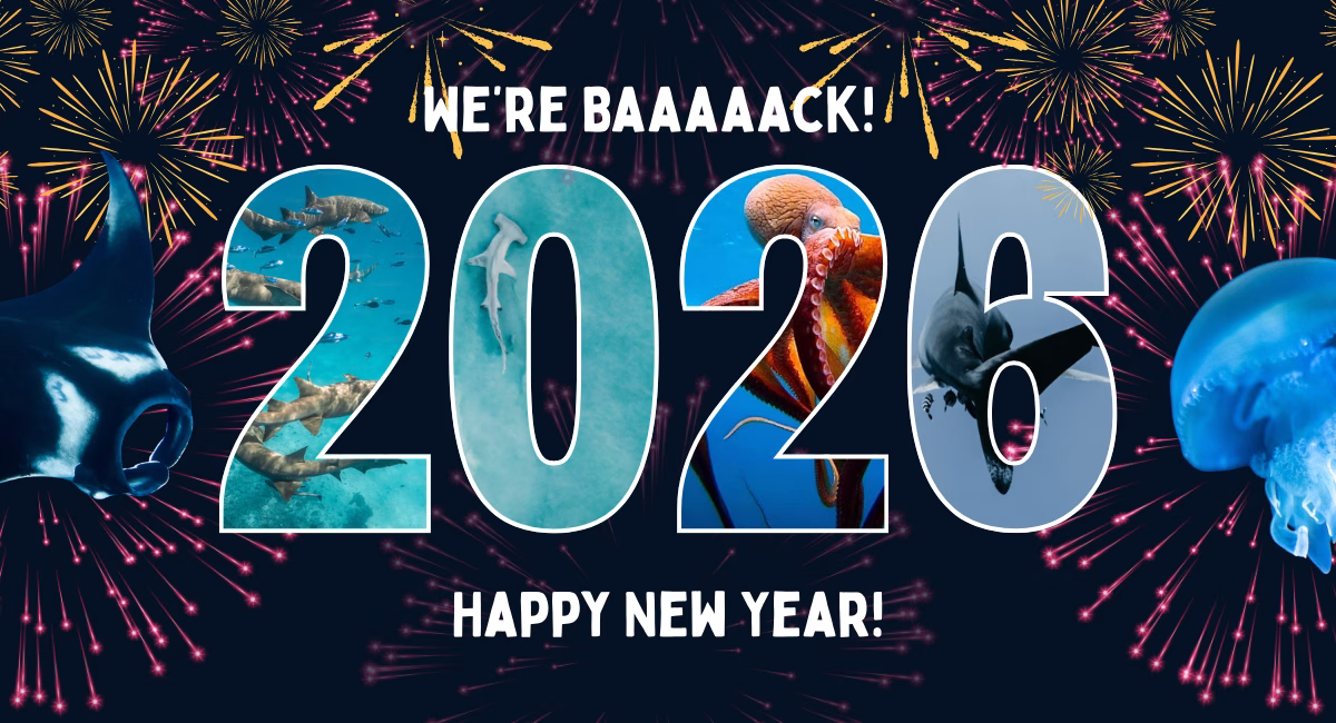 Happy New Year from Lit Shark to You!